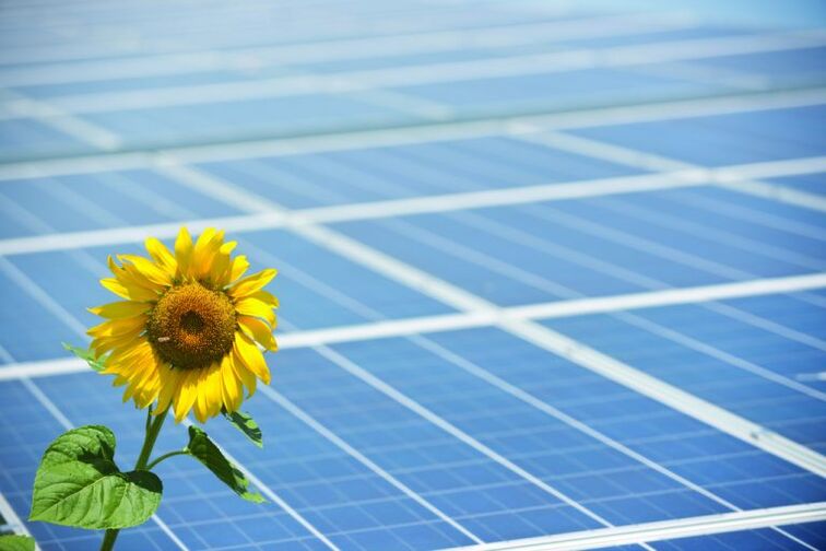 Sunflowers and solar panels to save energy
